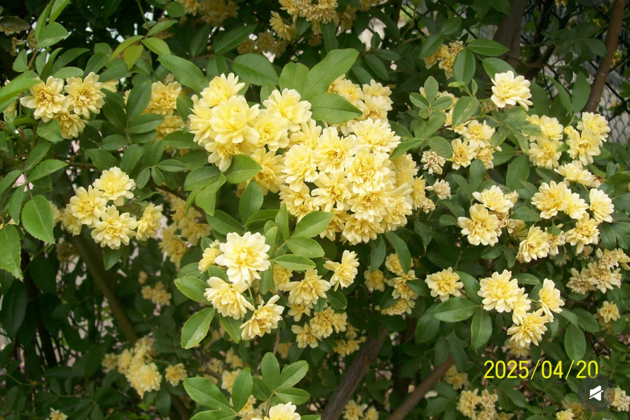 推薦! Kodak C713 💽🤍 Karina同款CCD 最近熱門好難搵嘅一款 | 8成新 推薦